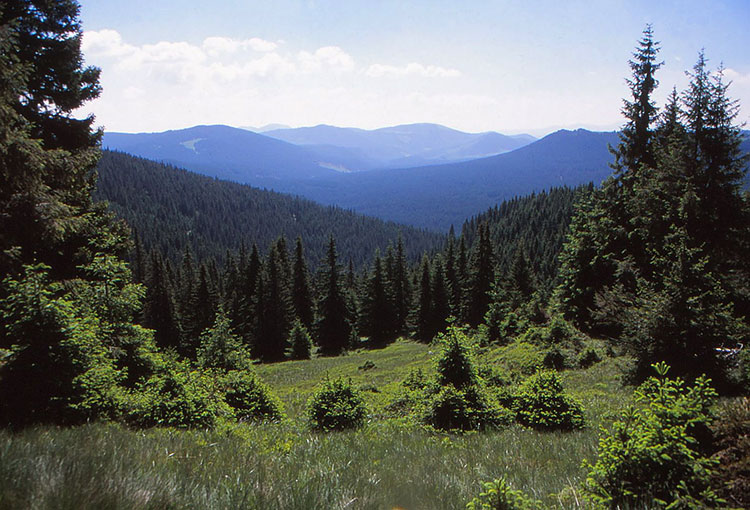 Foto einer Waldlandschaft