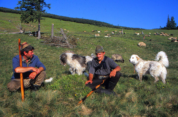 Foto von zwei hirten mit ihren Hunden und Schafherde im Hintergrund