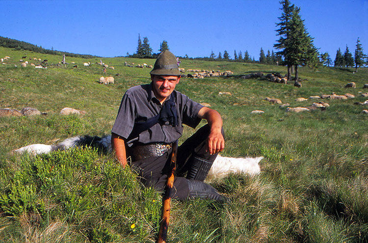 Foto eines Hirtens vor seiner Schafherde