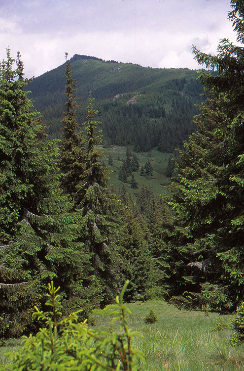 Foto einer Waldlandschaft