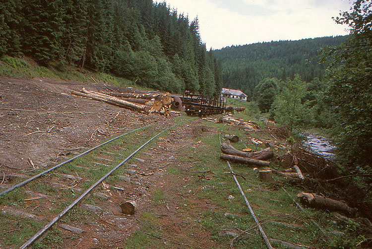 Foto von Gleisanlage mit leeren Holzwaggons vor einem Holtstapel