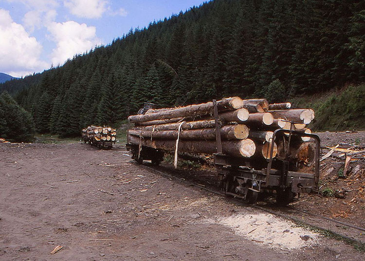 Foto von Gleisanlage mit zwei beladenen Holzwaggons