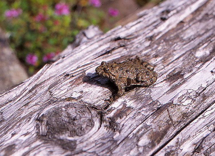 Foto von Frosch auf einem Baumstamm