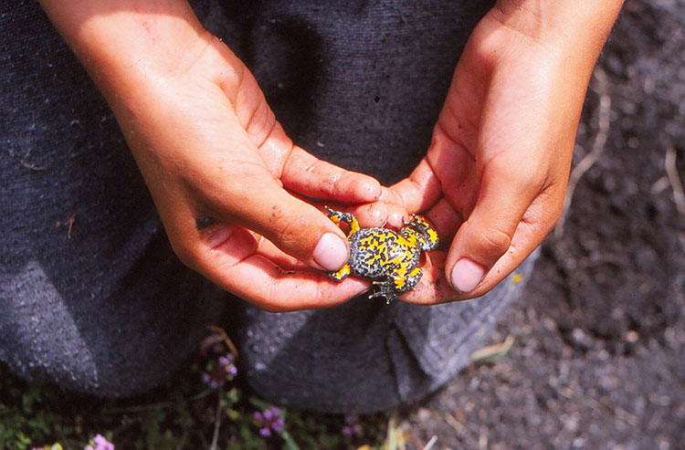 Foto einer Hand mit einer Gelbunke darin