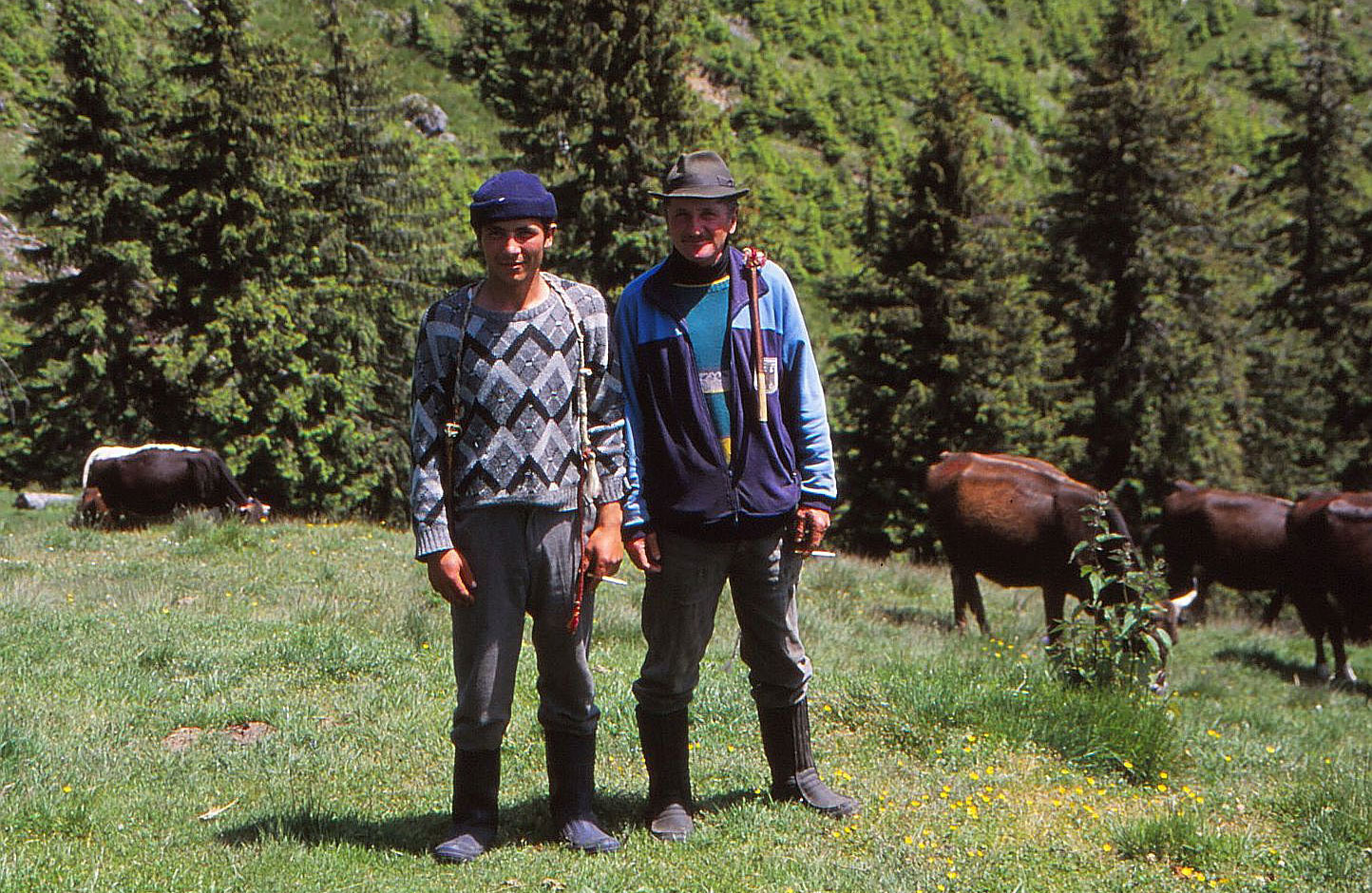 Foto  von zwei Hirten mit ihren Kühen im Hintergrund