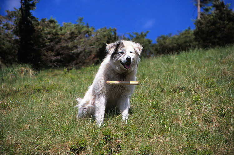 Foto von Hirtenhund mit Holzstöckchen am Halsband