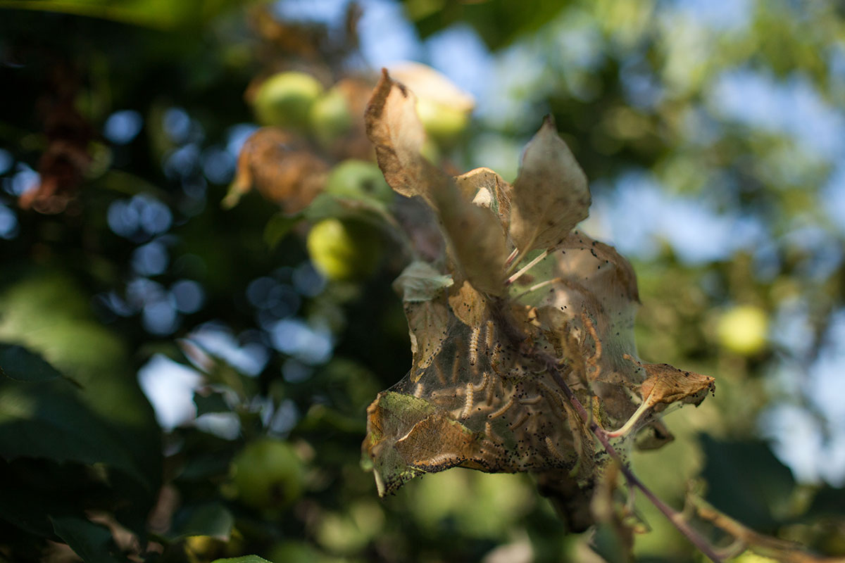 Zweig eines Apfelbaumes