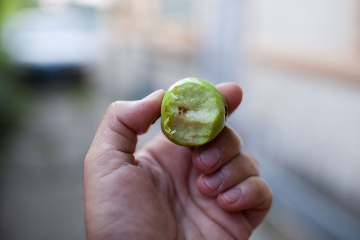 Wurm schaut aus einem Apfel