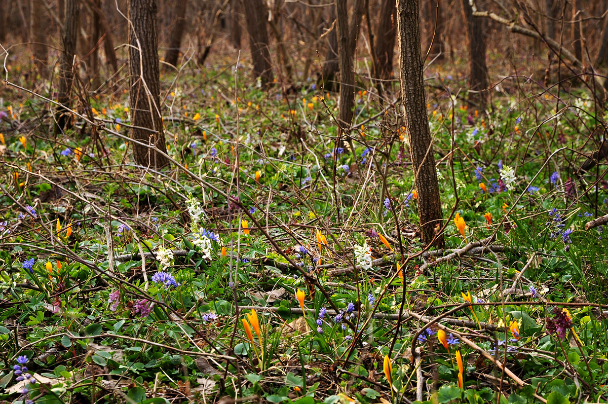 gelbe Krokusse und blauen Blumen