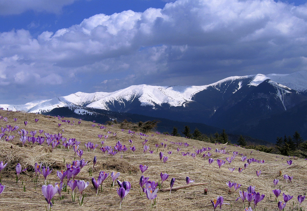 lila Krokussen mit Bergmassiv im Hintergrund