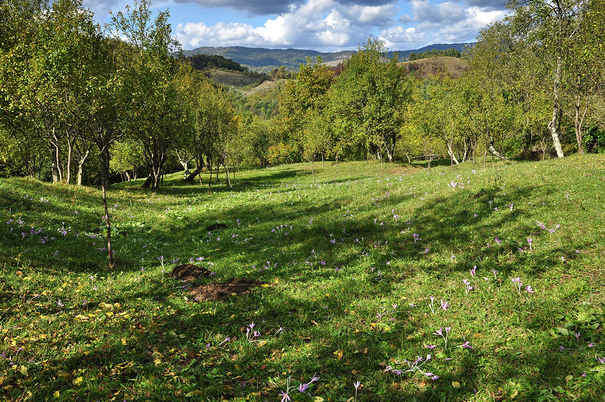 Herbstwiese mit Blumen