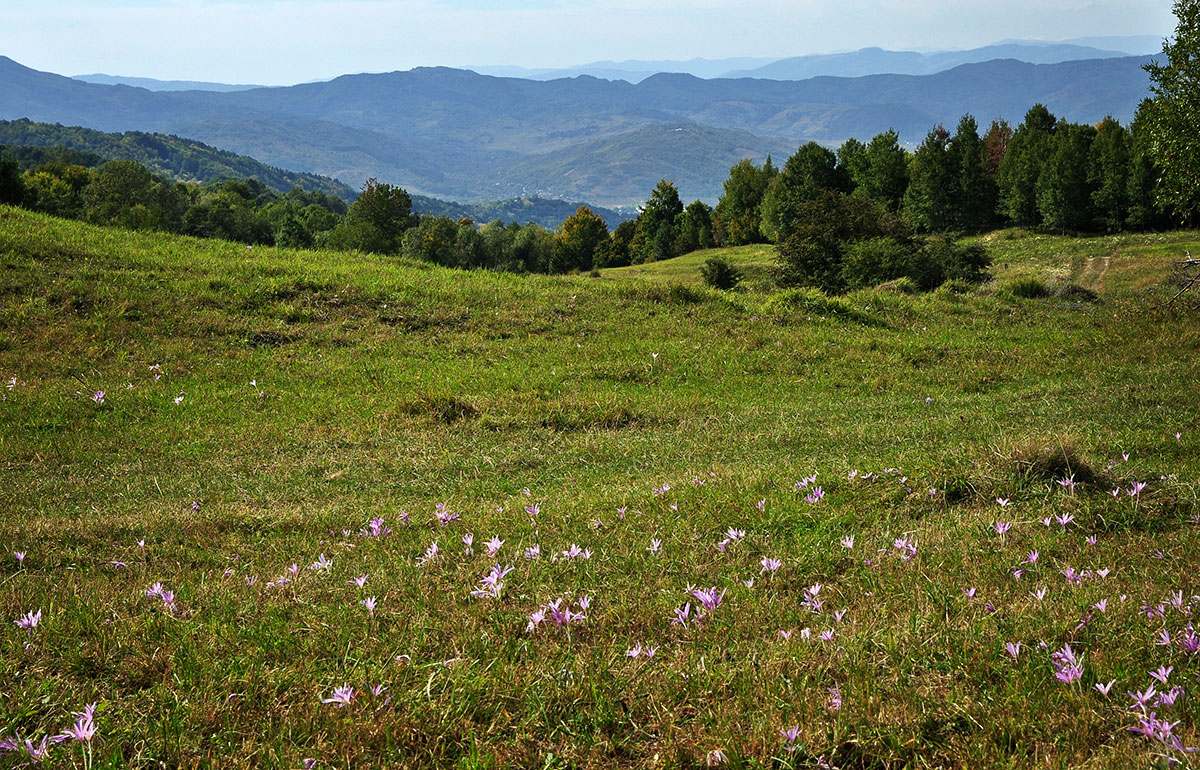 Herbstwiese mit Blumen und Berglandschaft