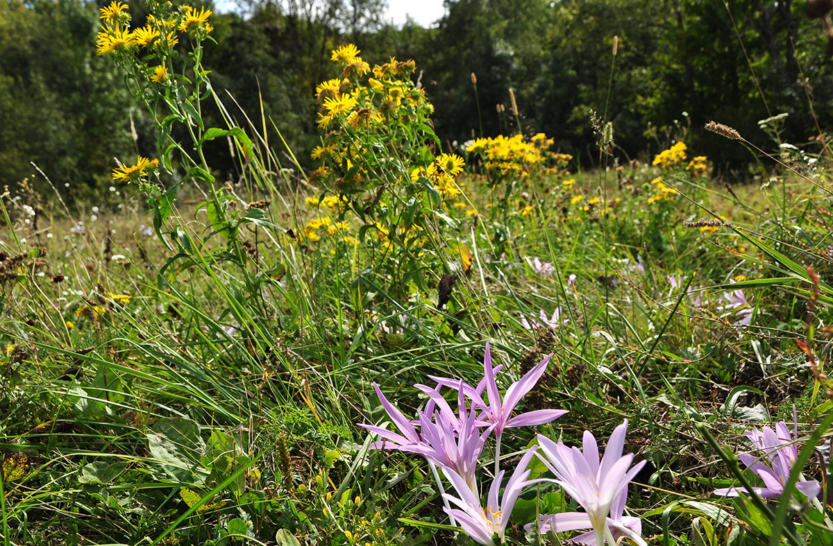 Herbstwiese mit Blumen