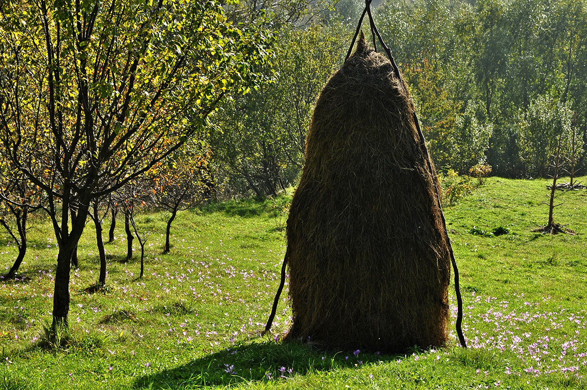 Heuhaufen mit Herbstzeitlosen