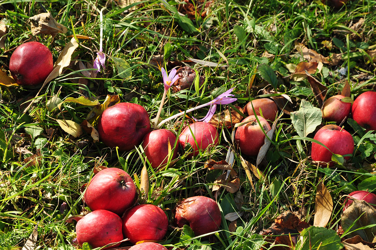 Herbstzeitlose neben Äpfel