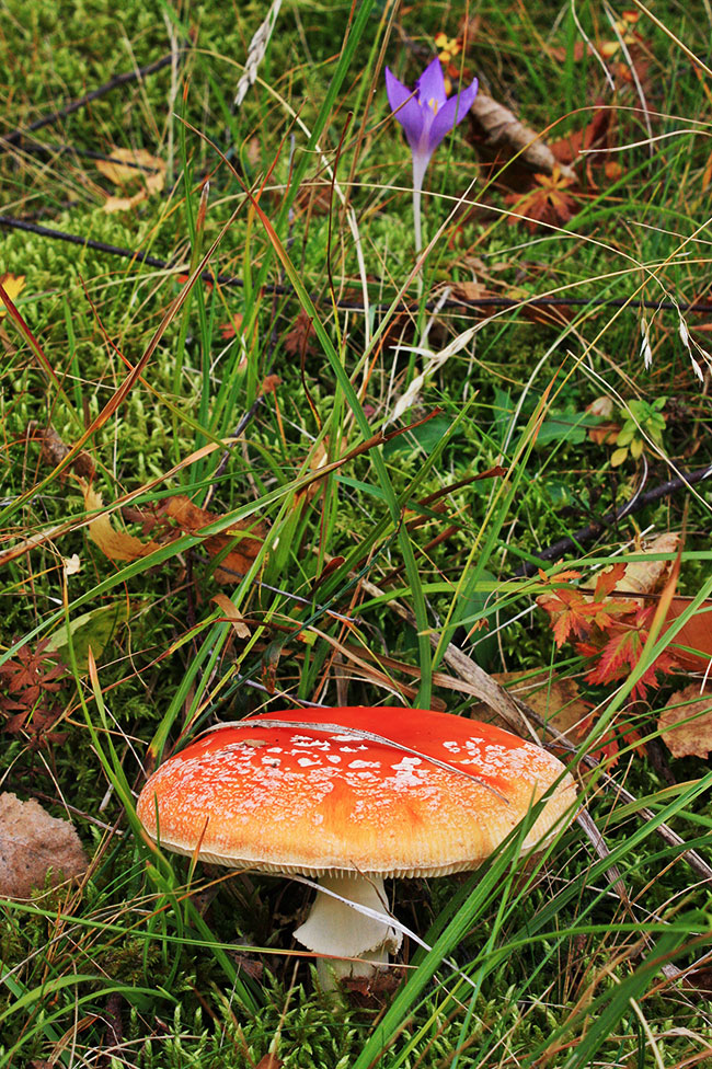 Herbstzeitlose neben Fliegenpilz