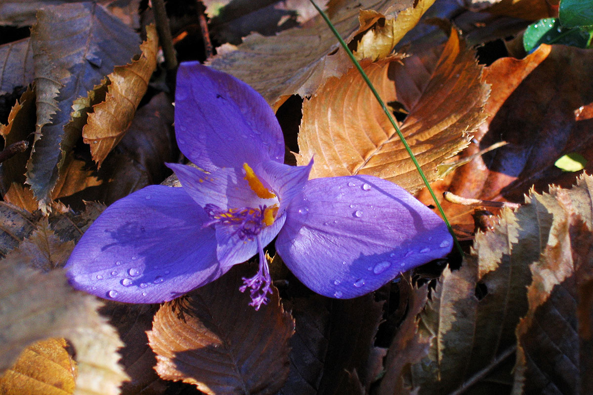 Herbstzeitlose im Laub