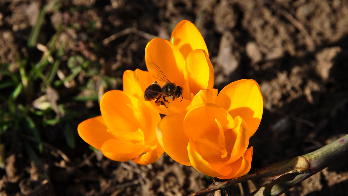 drei gelbe Krokusse