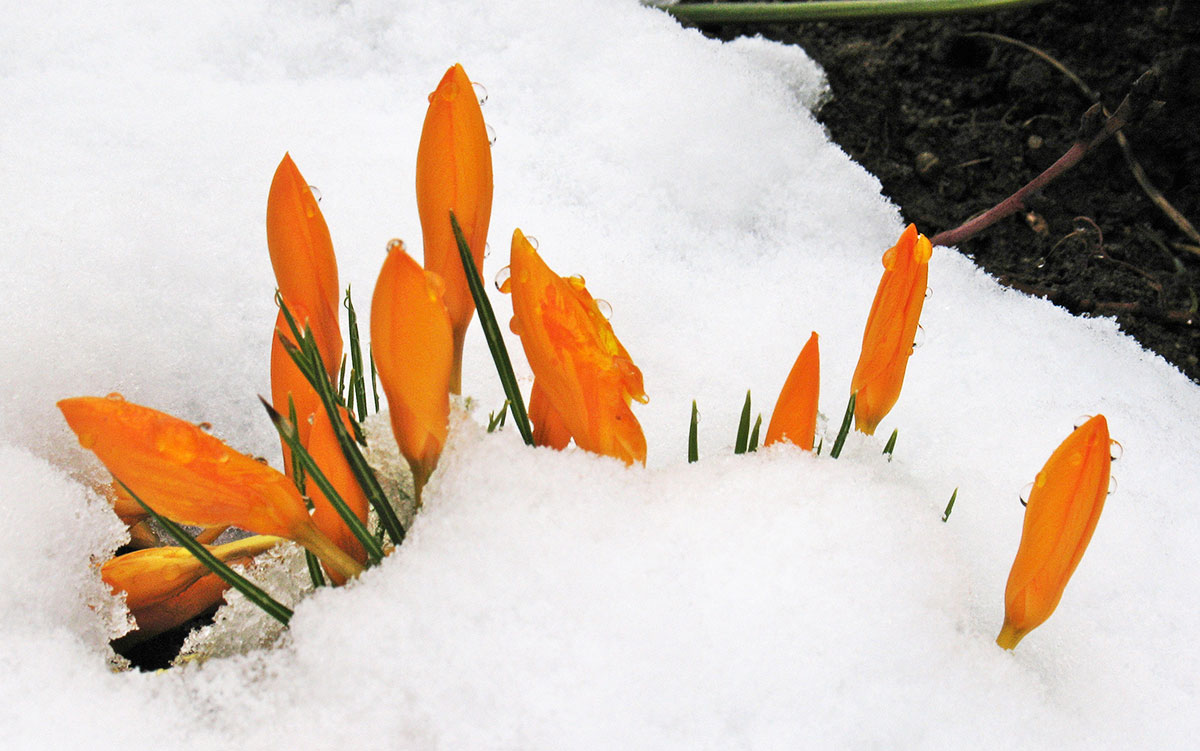 Krokusse im Schnee