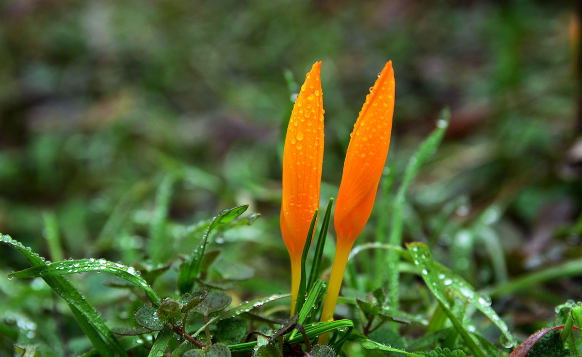 zwei gelbe Krokusse im Regen