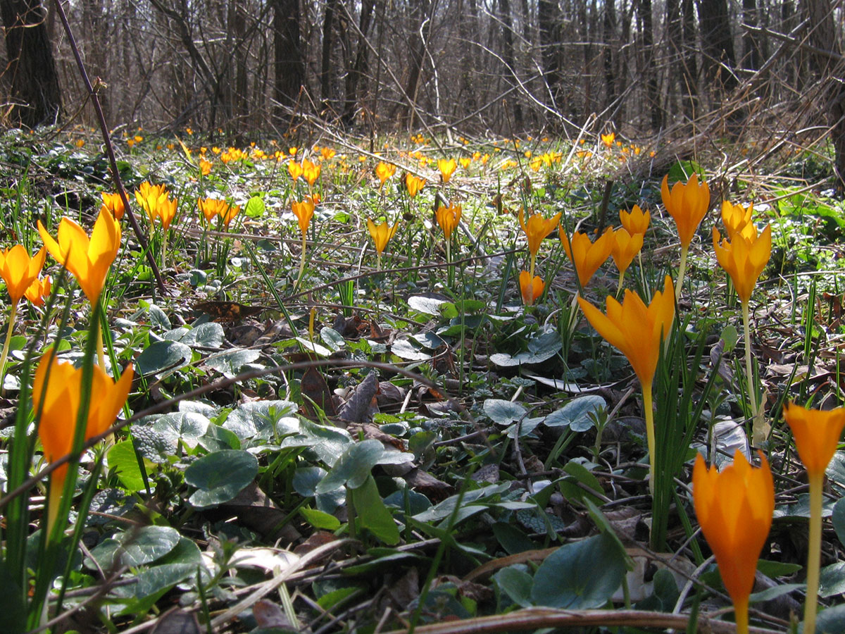 Wiese mit gelben Krokussen