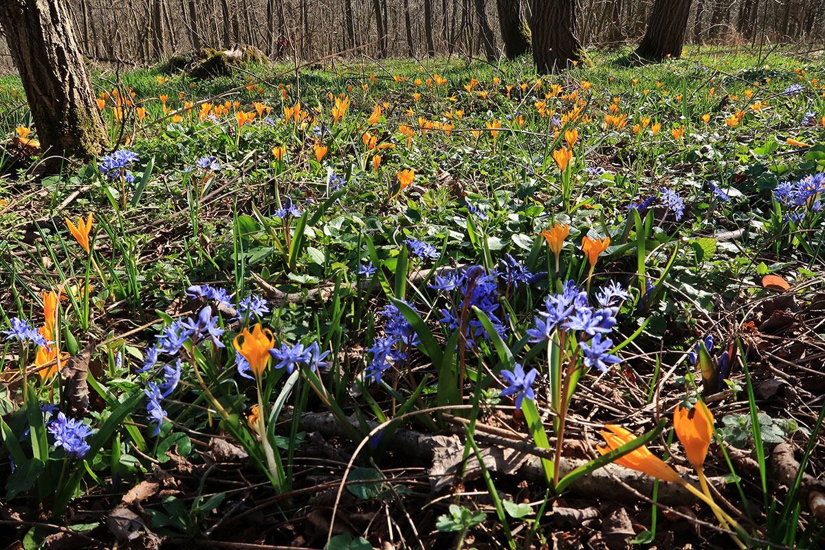 gelbe Krokusse und blauen Blumen