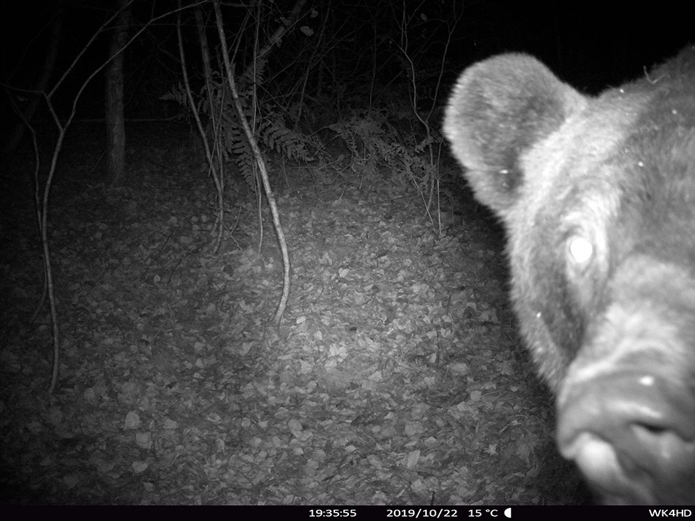 Bär vor Wildkamer