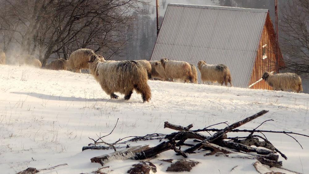 Schafe im Schnee