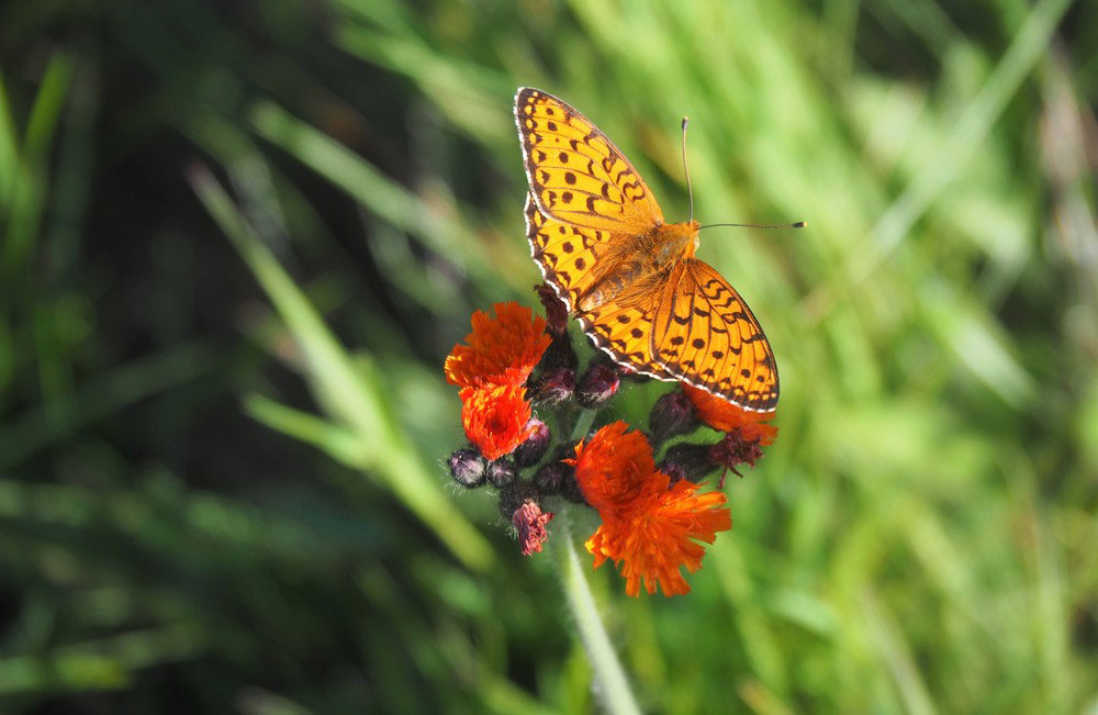 Foto Schmetterling