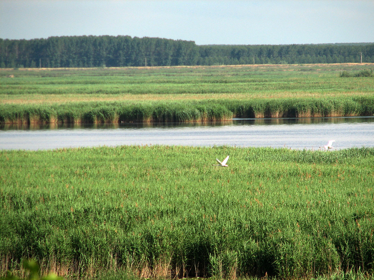 Schilflandschaft mit Donau und zwei fliegenden Schwänen