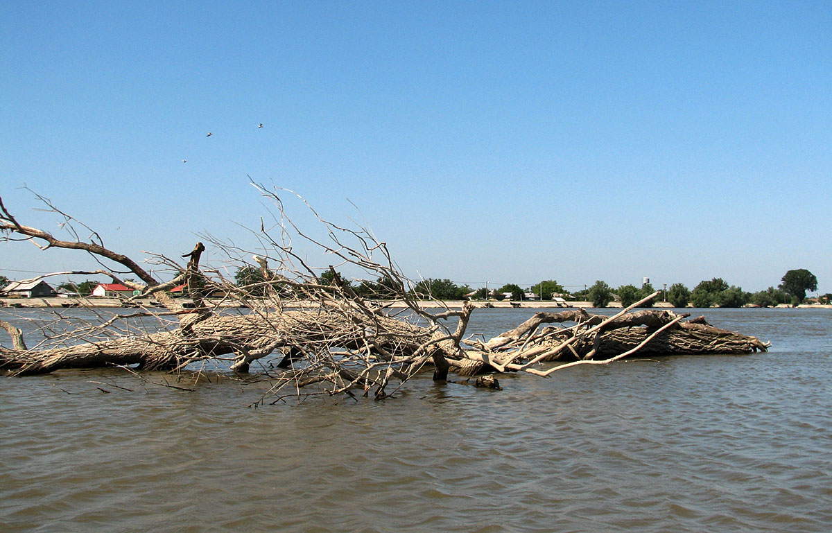 querliegender Baum im Wasser