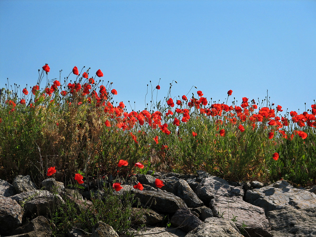 Klatschmohn am Ufer