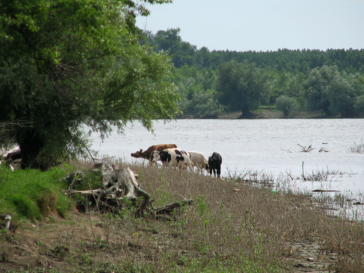 Kühe am Donauufer