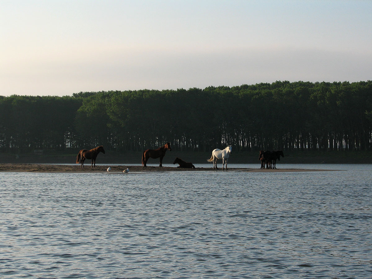 Pferde auf einer Landzunge