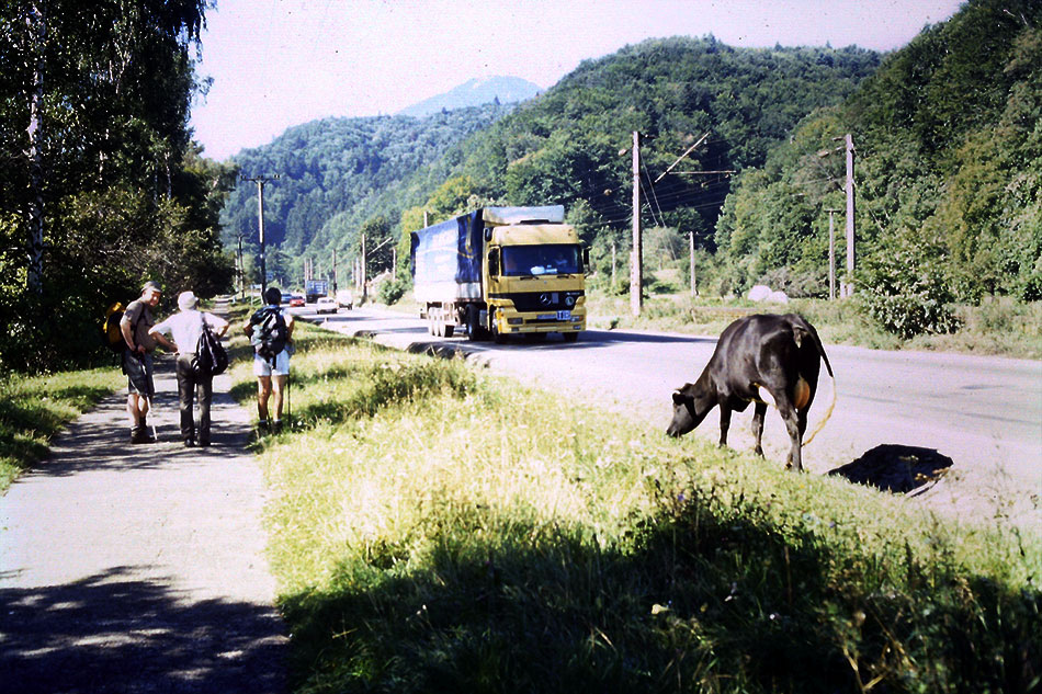 Kuh steht am Straßenrand einer viel befahrenen Straße