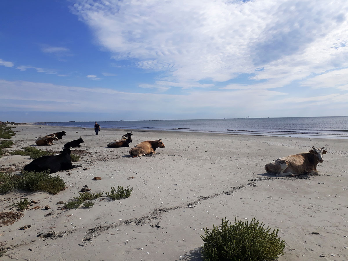 Strand mit Kühen