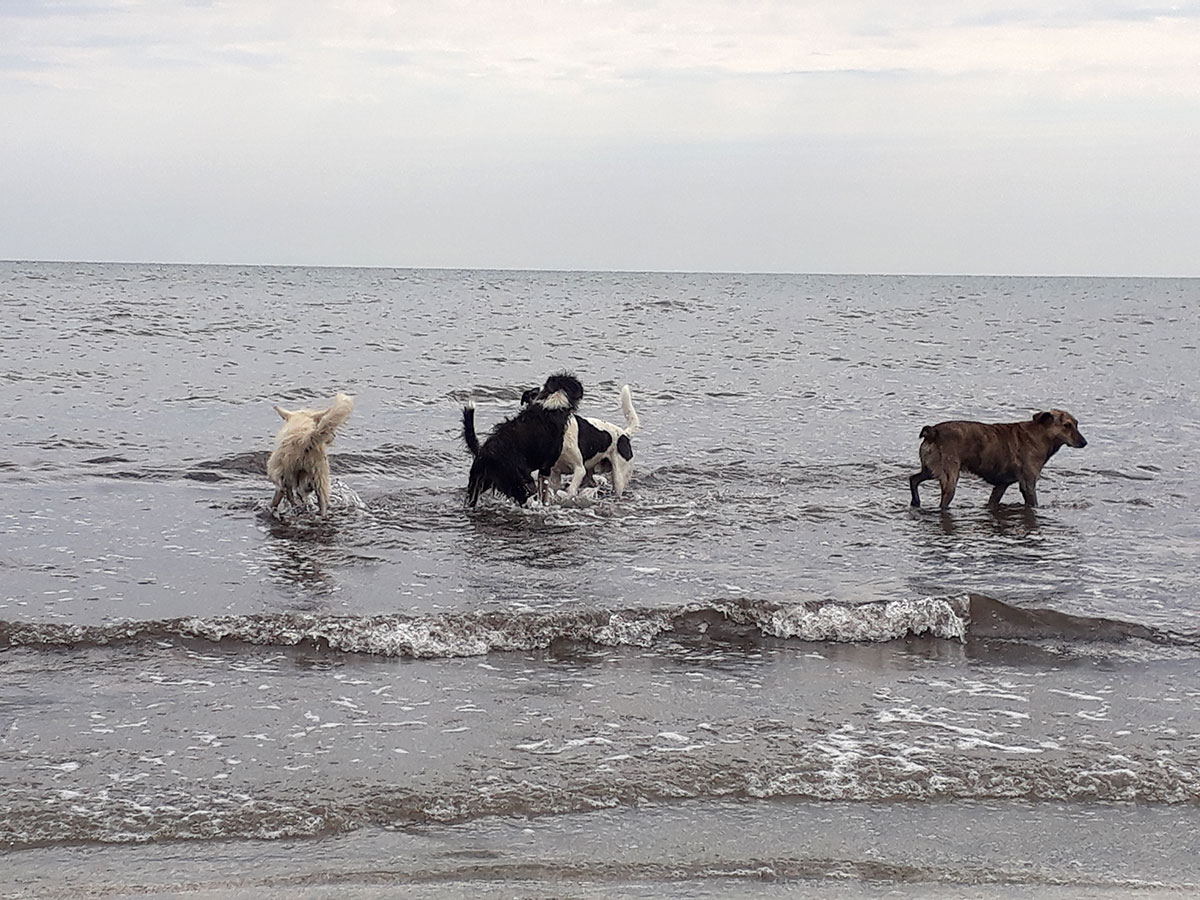 Bild mit Hunden im Meer