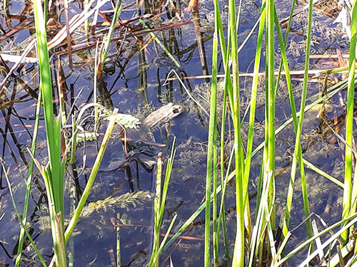 Frosch im Schilf