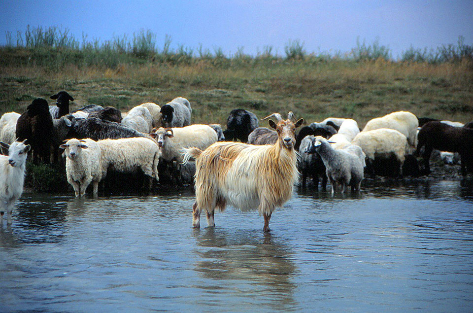 Ziege und Schafe stehen im Fluss