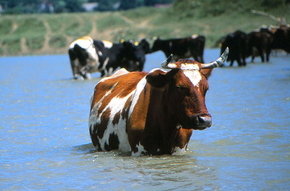 Kuh steht im Fluss