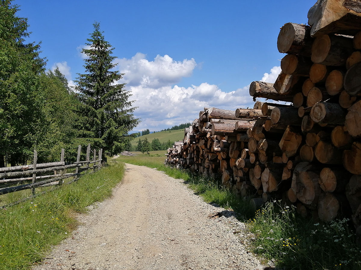 Holzstapel auf einem Waldweg