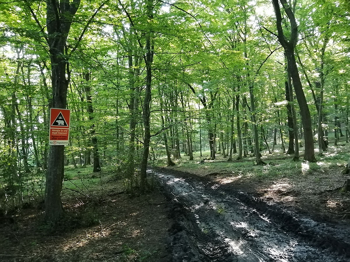 vermatschter Wanderweg in einem Wald