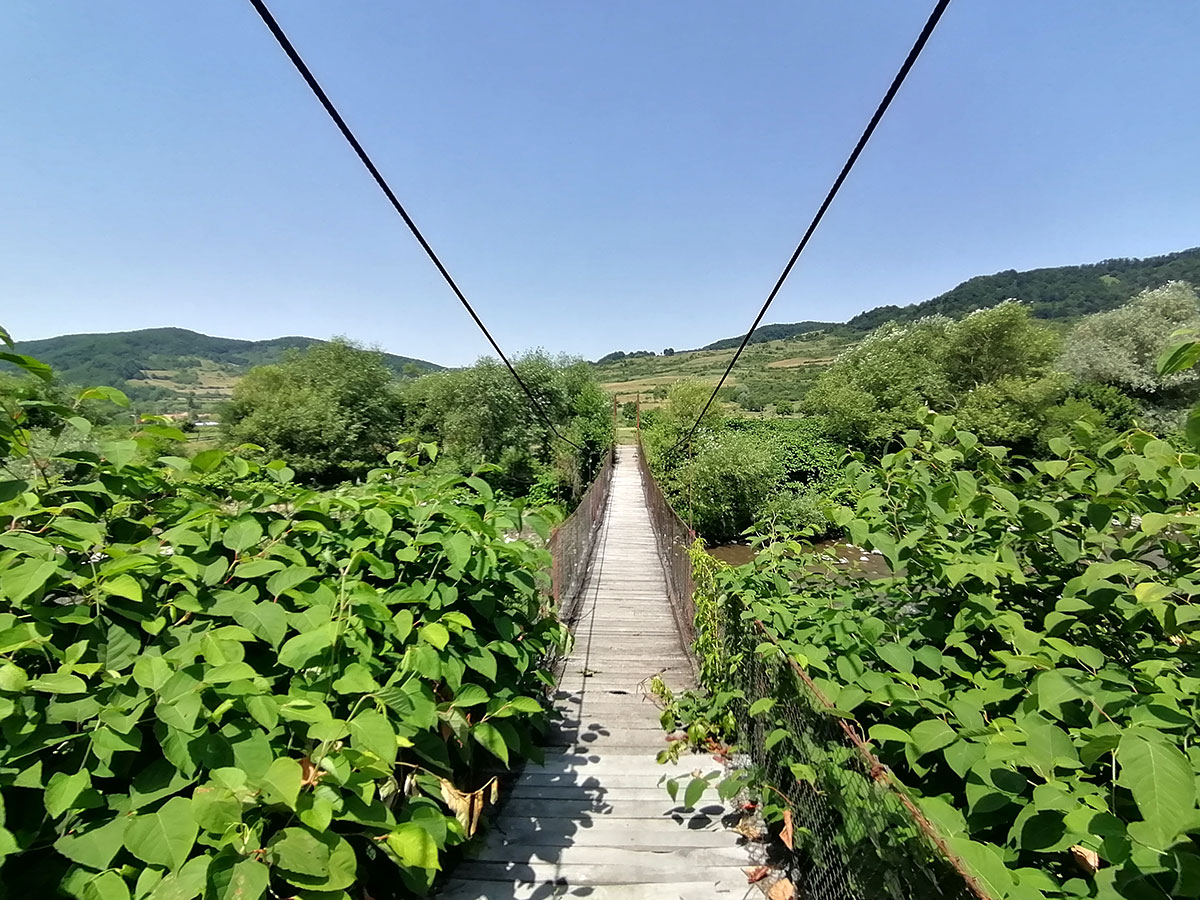 schmale Hängebrücke mit vielen Büschen umrandet