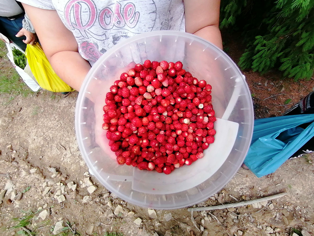 Eimer zur Hälfte gefüllt mit Walderdbeeren