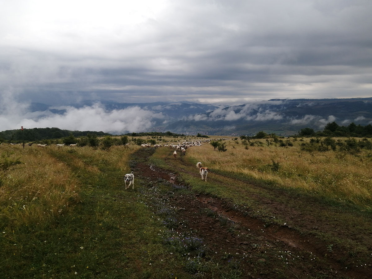 Wolkenverhangene Wiese mit Schafen und Hunde