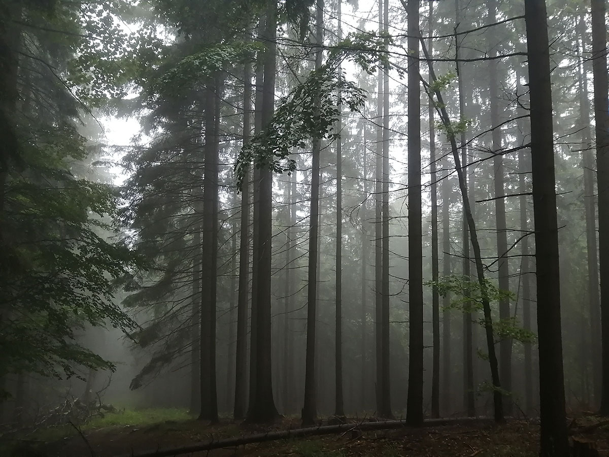 Wald im Nebel