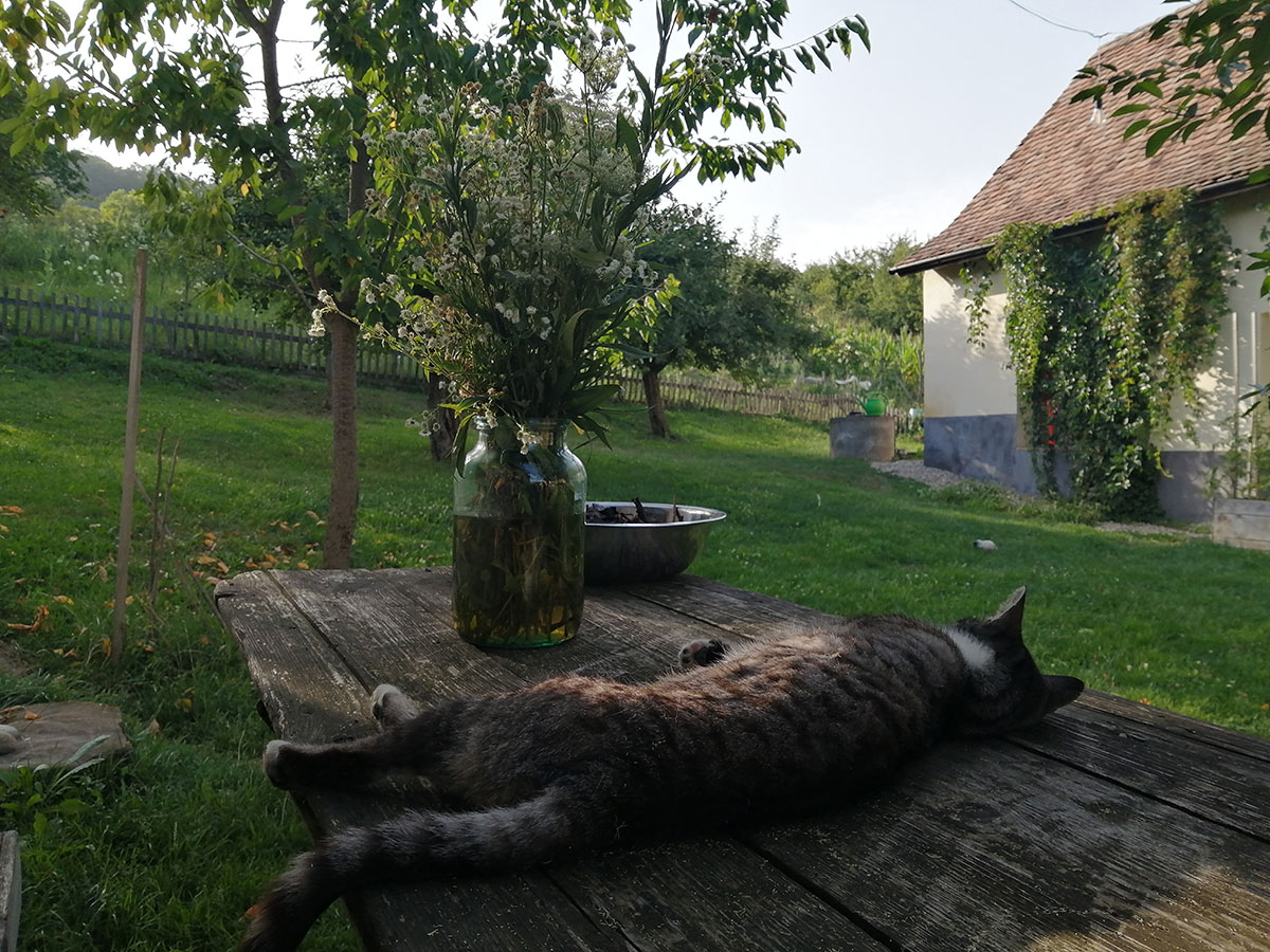 Katze liegt auf einem Tisch in einem Garten