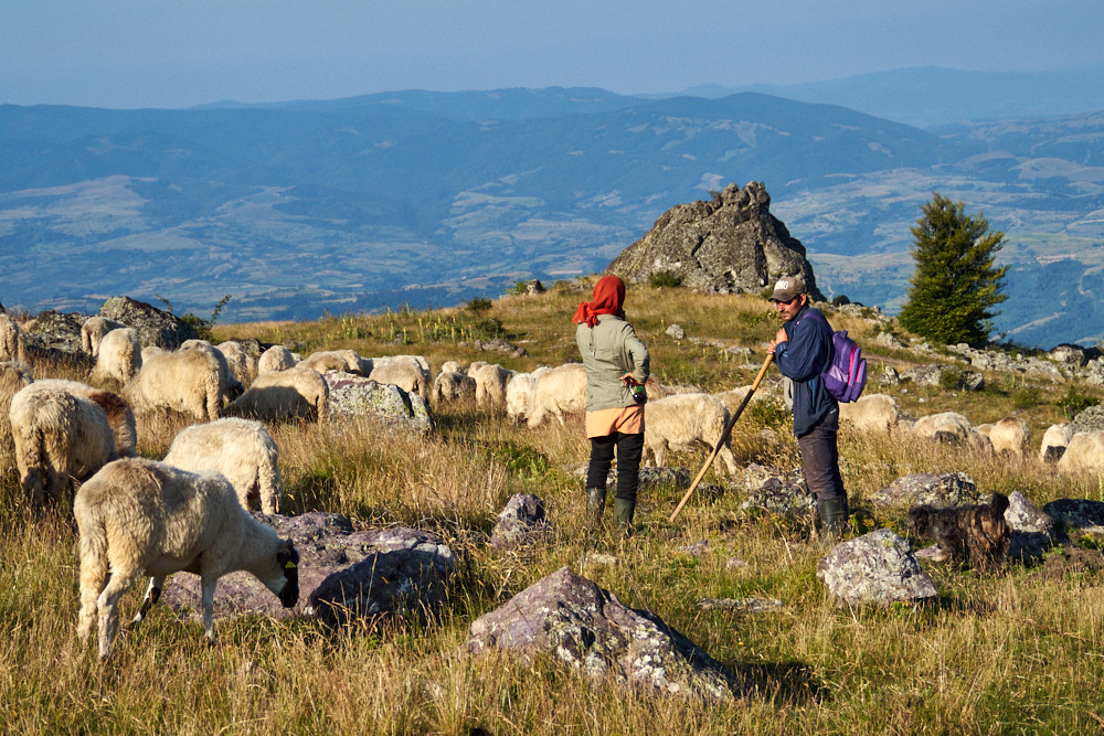Schafe mit Hirten auf einer Bergwiese