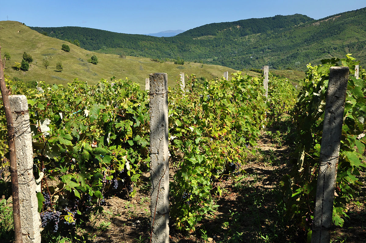 Weinreben imitten von Bergwiesen und -wälder