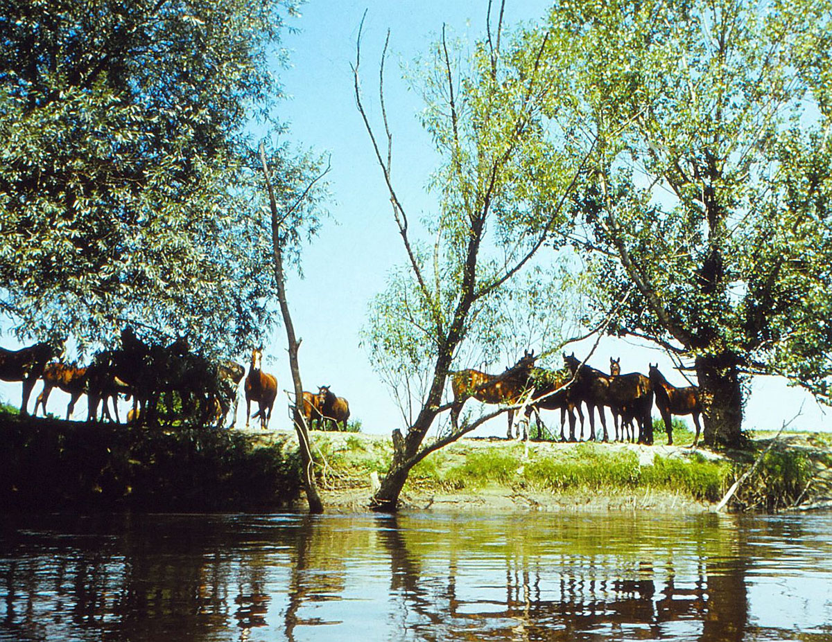 Pferde stehen am Uferrand